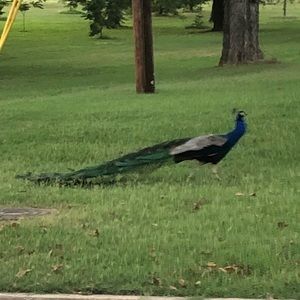 Meet your Posher, Doug